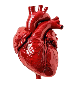 Best Cardiologist and Heart Doctor in Morena